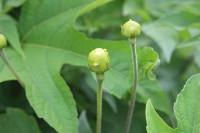 Tithonia diversifolia (Hemsl.) A.Gray